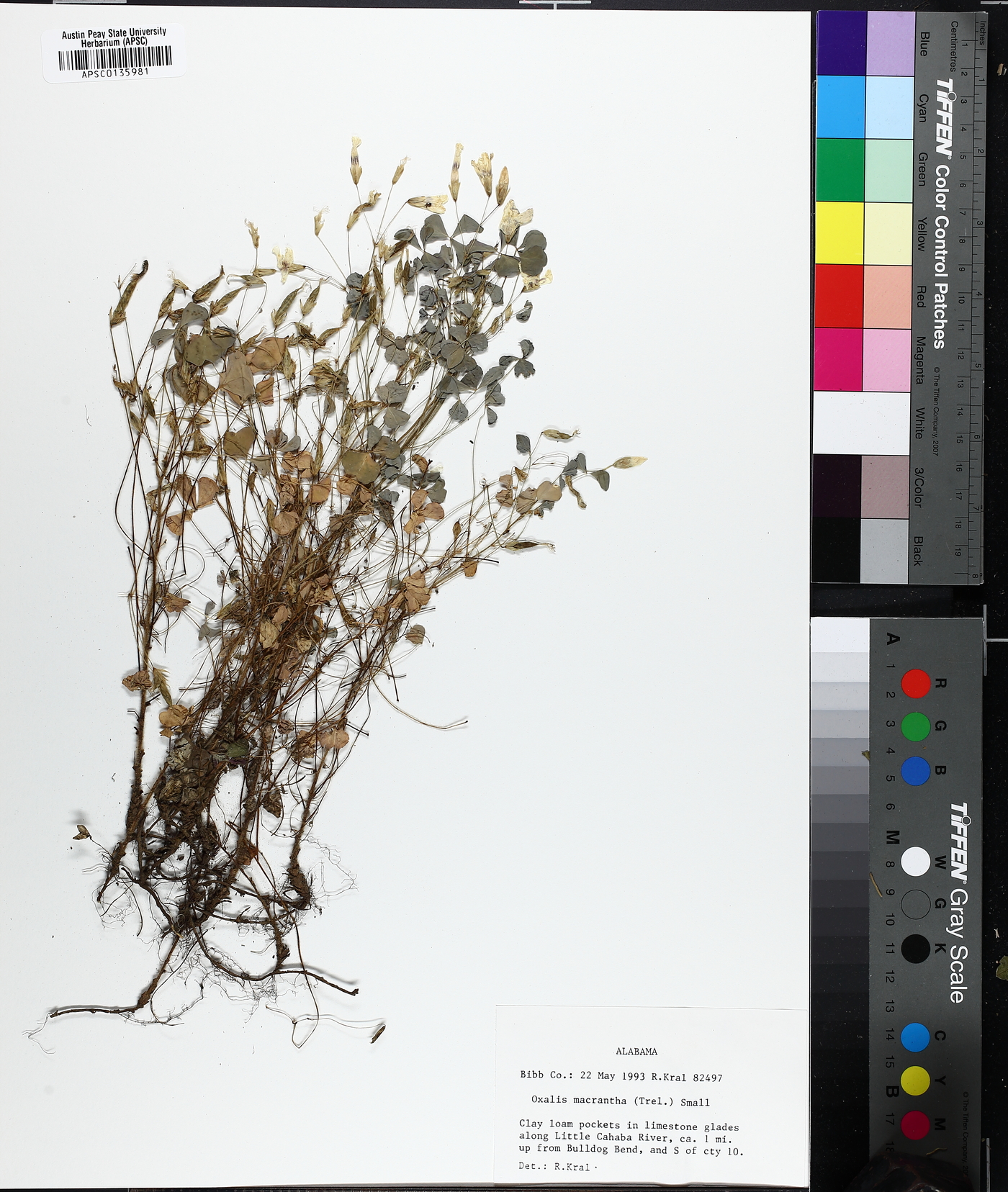 Oxalis priceae image