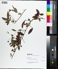 Rubus trivialis image