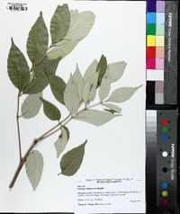 Fraxinus biltmoreana image