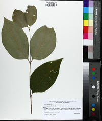 Calycanthus floridus image