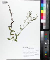 Hypericum virgatum image