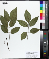 Fraxinus pauciflora image