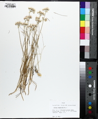 Allium drummondii image