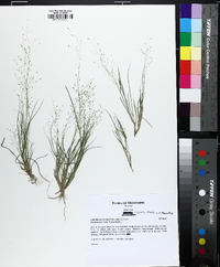 Eragrostis frankii image