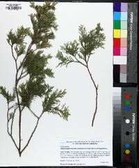 Chamaecyparis thyoides image