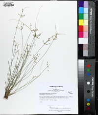 Fimbristylis annua image