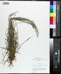 Poa autumnalis image