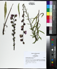 Liatris aspera image