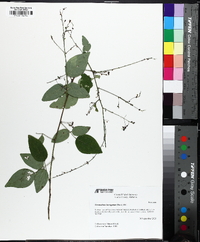 Desmodium laevigatum image