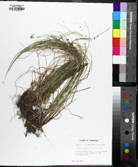 Carex emmonsii image