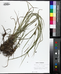 Carex louisianica image