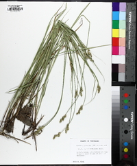 Carex festucacea image