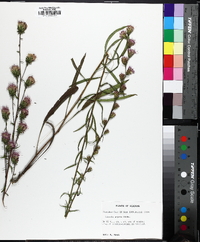 Liatris aspera image