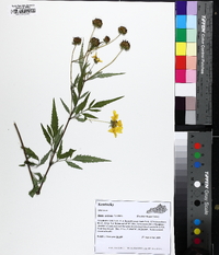 Bidens polylepis image