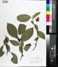 Stewartia ovata image