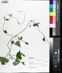 Ipomoea triloba image