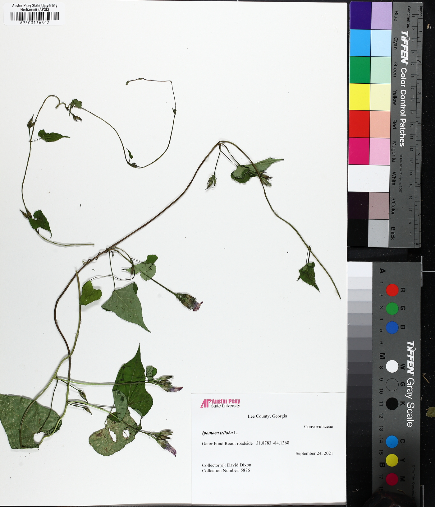 Ipomoea triloba image