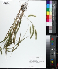 Setaria faberi image