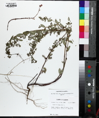 Chamaesyce hyssopifolia image