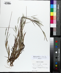 Digitaria ischaemum image