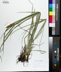 Carex typhina image