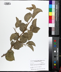 Pyrus calleryana image