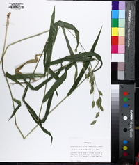 Chasmanthium latifolium image