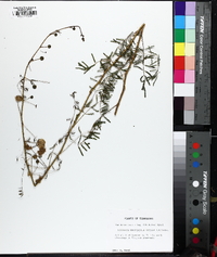 Mimosa microphylla image