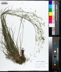 Poa autumnalis image