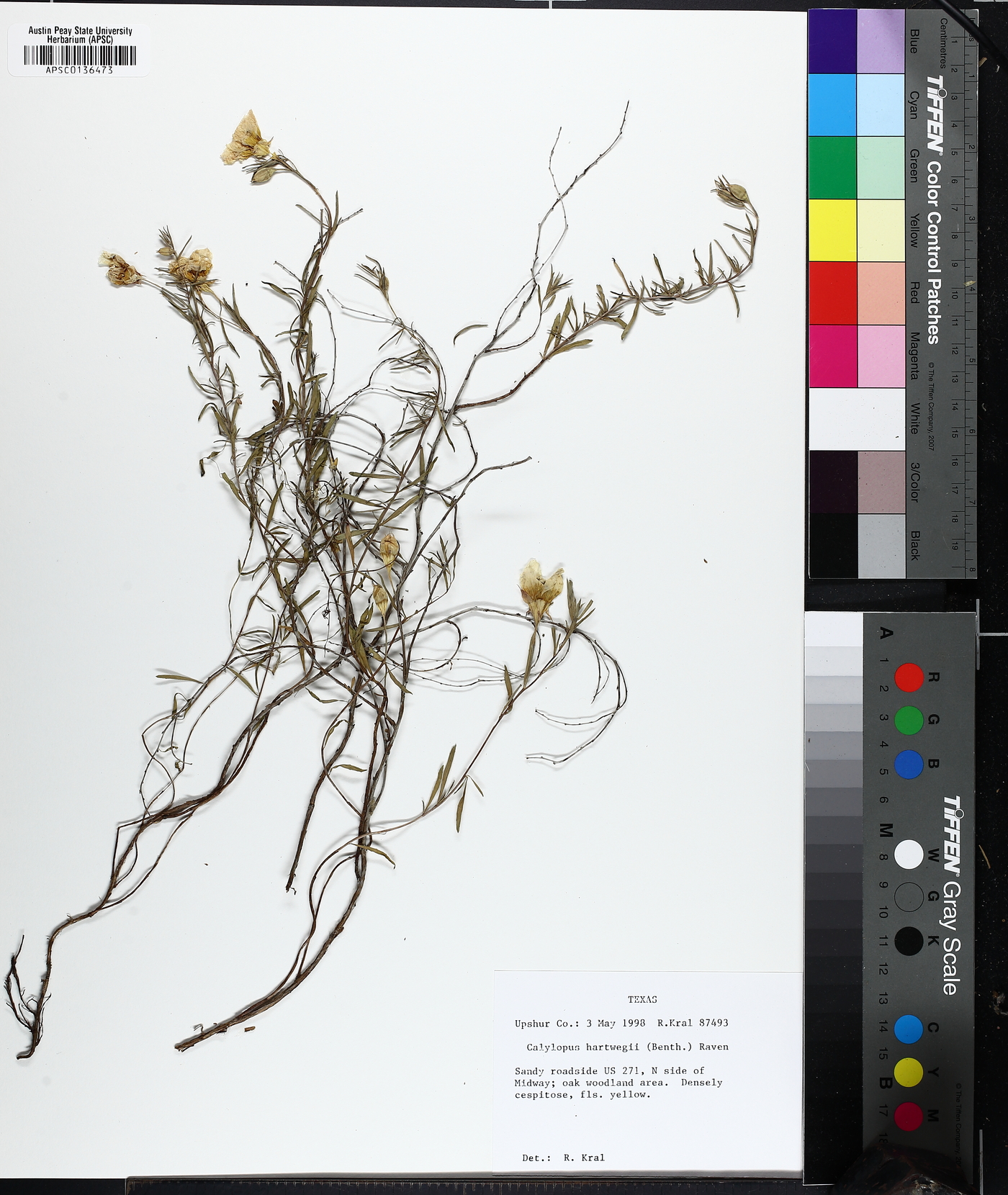 Calylophus hartwegii subsp. hartwegii image