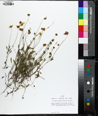 Coreopsis tinctoria image