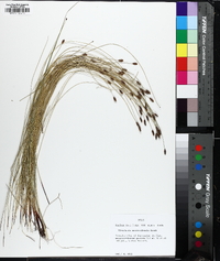 Eleocharis montevidensis image