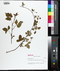 Rubus enslenii image