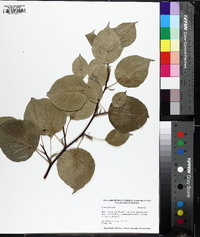 Pyrus calleryana image