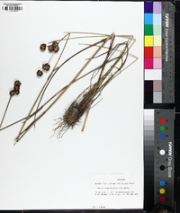 Juncus megacephalus image