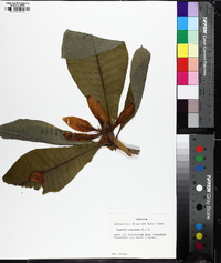 Magnolia tripetala image