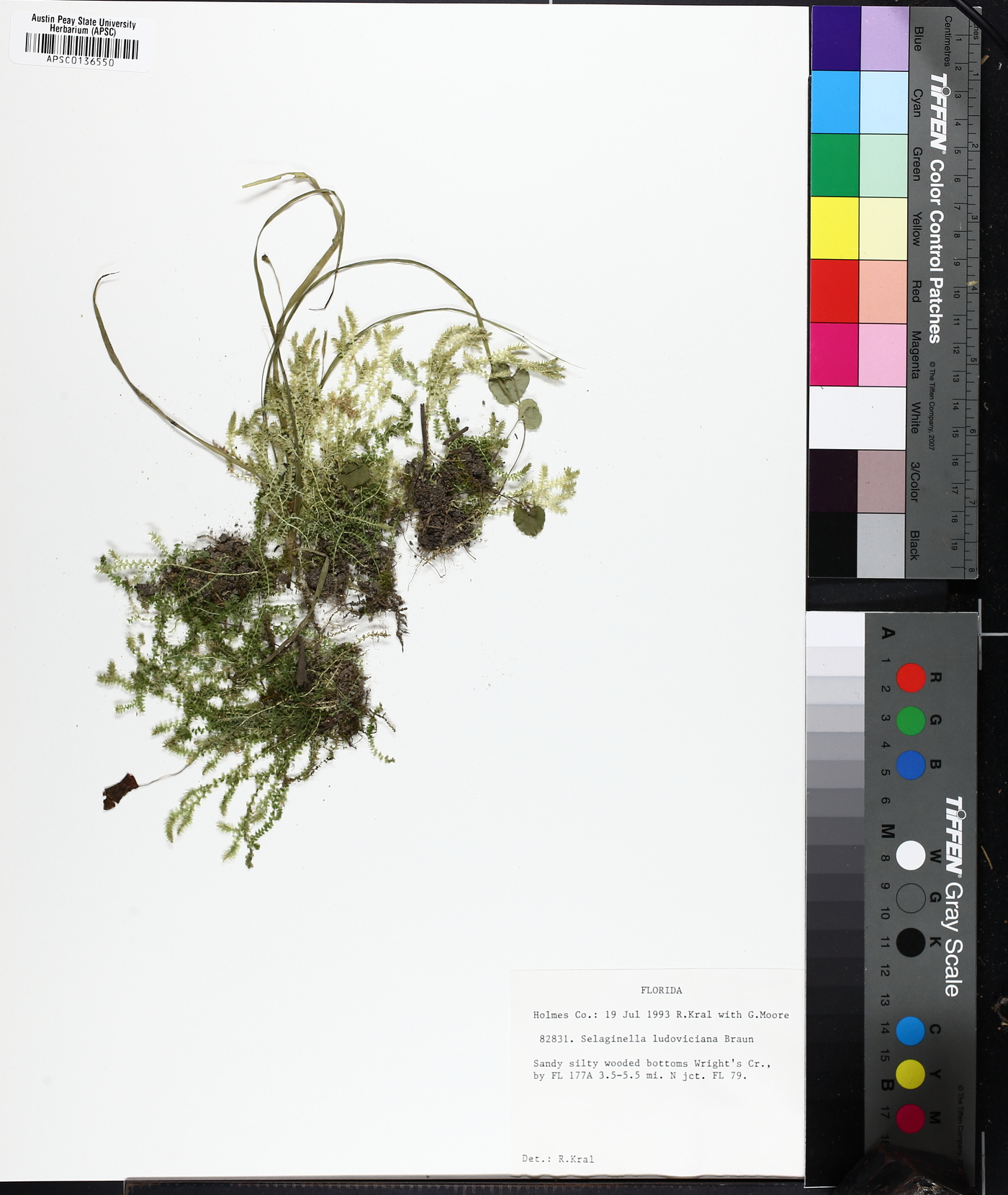 Selaginella ludoviciana image