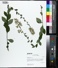 Solidago porteri image