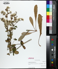 Eriogonum tomentosum image