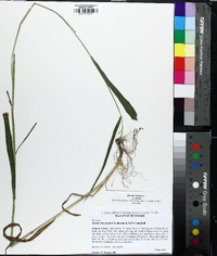 Elymus hystrix image