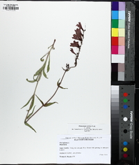 Penstemon strictus image