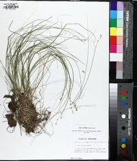 Carex radiata image