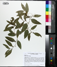 Smilax smallii image