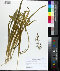 Camassia scilloides image