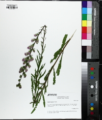 Liatris aspera image