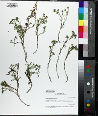 Polypremum procumbens image