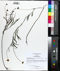 Coreopsis debilis image