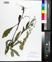 Solidago erecta image