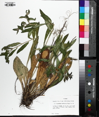 Lithospermum tuberosum image