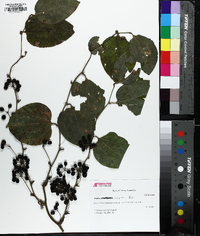 Smilax tamnoides image